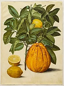 Citrus limon (almindelig citron); Citrus maxima (pompelmus) by Hans Simon Holtzbecker
