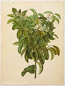 Citrus limon (almindelig citron) by Hans Simon Holtzbecker