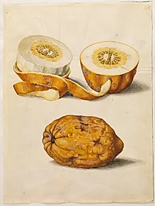 Citrus medica (cedrat) by Hans Simon Holtzbecker