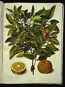 Citrus sinensis (appelsin) by Hans Simon Holtzbecker