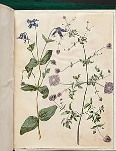 Clematis integrifolia (blå staudeklematis); Clematis viticella (italiensk skovranke) by Hans Simon Holtzbecker
