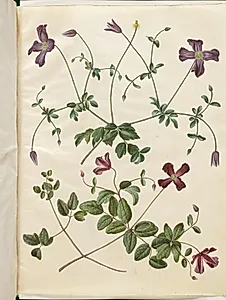 Clematis viticella (italiensk skovranke) by Hans Simon Holtzbecker