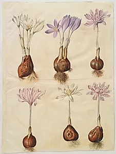 Colchicum autumnale (høst-tidløs) by Hans Simon Holtzbecker