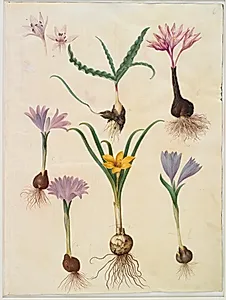 Colchicum variegatum (plettet tidløs); Bulbocodium vernum (vår-lysblomst); Sternbergia lutea (almindelig sternbergia) by Hans Simon Holtzbecker