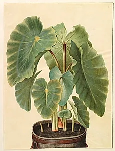 Colocasia esculenta (taro) by Hans Simon Holtzbecker