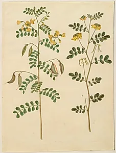 Colutea arborescens (almindelig blærebælg); Hippocrepis emerus (busk-hestesko) by Hans Simon Holtzbecker