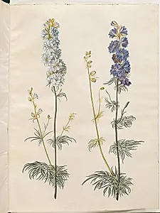 Consolida ajacis (have-ridderspore) by Hans Simon Holtzbecker