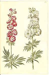 Consolida ajacis (have-ridderspore) by Hans Simon Holtzbecker