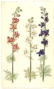 Consolida ajacis (have-ridderspore) by Hans Simon Holtzbecker