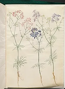 Consolida regalis (korn-ridderspore) by Hans Simon Holtzbecker