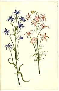 Consolida regalis (korn-ridderspore) by Hans Simon Holtzbecker