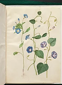 Convolvulus tricolor (jomfruskørt); Ipomoea purpurea (purpur-pragtsnerle) by Hans Simon Holtzbecker