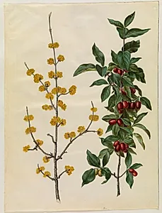 Cornus mas (kirsebær-kornel) by Hans Simon Holtzbecker