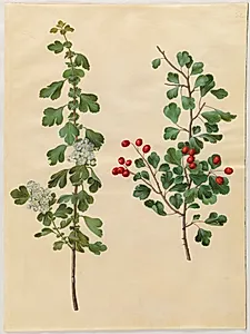 Crataegus laevigata (almindelig hvidtjørn) by Hans Simon Holtzbecker