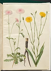 Crepis rubra (rød høgeskæg); Scorzonera hispanica (have-skorzoner) by Hans Simon Holtzbecker