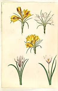 Crocus angustifolius (balkan-krokus); Crocus versicolor (alpe-krokus); Crocus vernus (?) (vår-krokus) by Hans Simon Holtzbecker