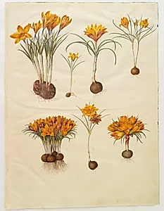 Crocus angustifolius (balkan-krokus) by Hans Simon Holtzbecker