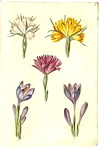 Crocus vernus (vår-krokus); Crocus angustifolius (balkan-krokus); Bulbocodium vernum (?) (vår-lysblomst) by Hans Simon Holtzbecker
