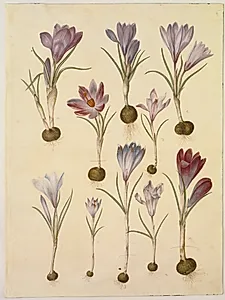 Crocus vernus (vår-krokus) by Hans Simon Holtzbecker