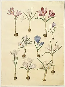 Crocus vernus (vår-krokus) by Hans Simon Holtzbecker