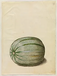 Cucumis melo (melon) by Hans Simon Holtzbecker