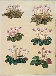 Cyclamen hederifolium (vedbendbladet alpeviol); Cyclamen purpurascens (ægte alpeviol) by Hans Simon Holtzbecker