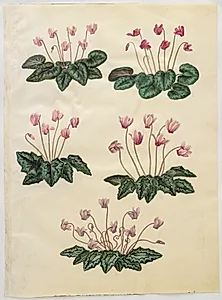 Cyclamen purpurascens (ægte alpeviol); Cyclamen hederifolium (vedbendbladet alpeviol) by Hans Simon Holtzbecker