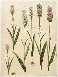 Dactylorhiza maculata (plettet gøgeurt)