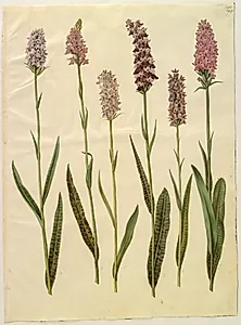 Dactylorhiza maculata (plettet gøgeurt)