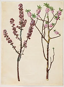 Daphne mezereum (peberbusk) by Hans Simon Holtzbecker