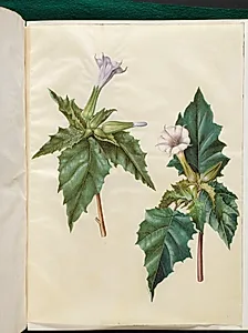 Datura stramonium (almindelig pigæble) by Hans Simon Holtzbecker