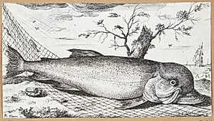 Delfinen (Delphinus) by Albert Flamen