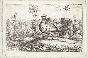 Den rødbenede agerhøne (Perdrix rubra) by Albert Flamen