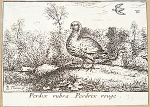 Den rødbenede agerhøne (Perdrix rubra) by Albert Flamen