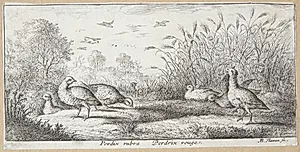 Den rødbenede agerhøne (Perdrix rubra) by Albert Flamen