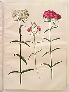 Dianthus barbatus (studenter-nellike); Dianthus (art af nellike) by Hans Simon Holtzbecker