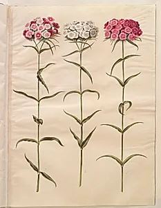 Dianthus barbatus (studenter-nellike) by Hans Simon Holtzbecker