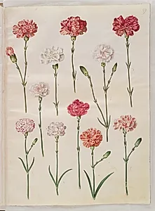 Dianthus caryophyllus (have-nellike) by Hans Simon Holtzbecker
