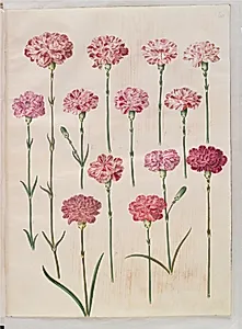 Dianthus caryophyllus (have-nellike) by Hans Simon Holtzbecker