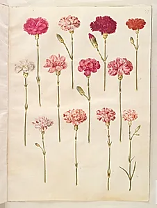 Dianthus caryophyllus (have-nellike) by Hans Simon Holtzbecker
