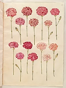 Dianthus caryophyllus (have-nellike) by Hans Simon Holtzbecker