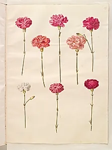 Dianthus caryophyllus (have-nellike) by Hans Simon Holtzbecker