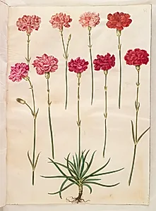 Dianthus caryophyllus (have-nellike) by Hans Simon Holtzbecker