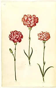 Dianthus caryophyllus (have-nellike) by Hans Simon Holtzbecker