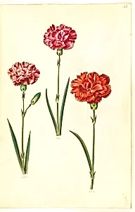 Dianthus caryophyllus (have-nellike) by Hans Simon Holtzbecker
