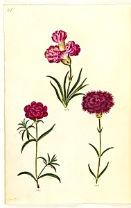 Dianthus caryophyllus (have-nellike) by Hans Simon Holtzbecker