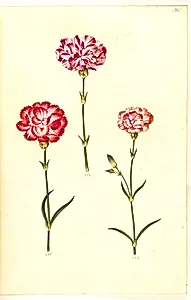 Dianthus caryophyllus (have-nellike) by Hans Simon Holtzbecker