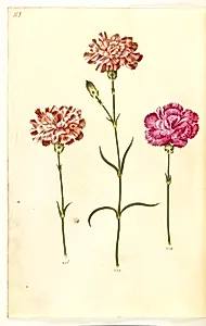 Dianthus caryophyllus (have-nellike) by Hans Simon Holtzbecker
