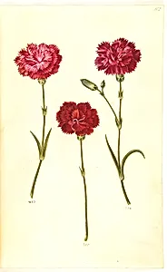 Dianthus caryophyllus (have-nellike) by Hans Simon Holtzbecker