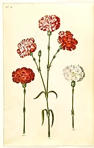 Dianthus caryophyllus (have-nellike) by Hans Simon Holtzbecker